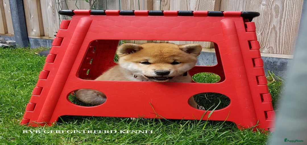 Galerij afbeelding {{count}}