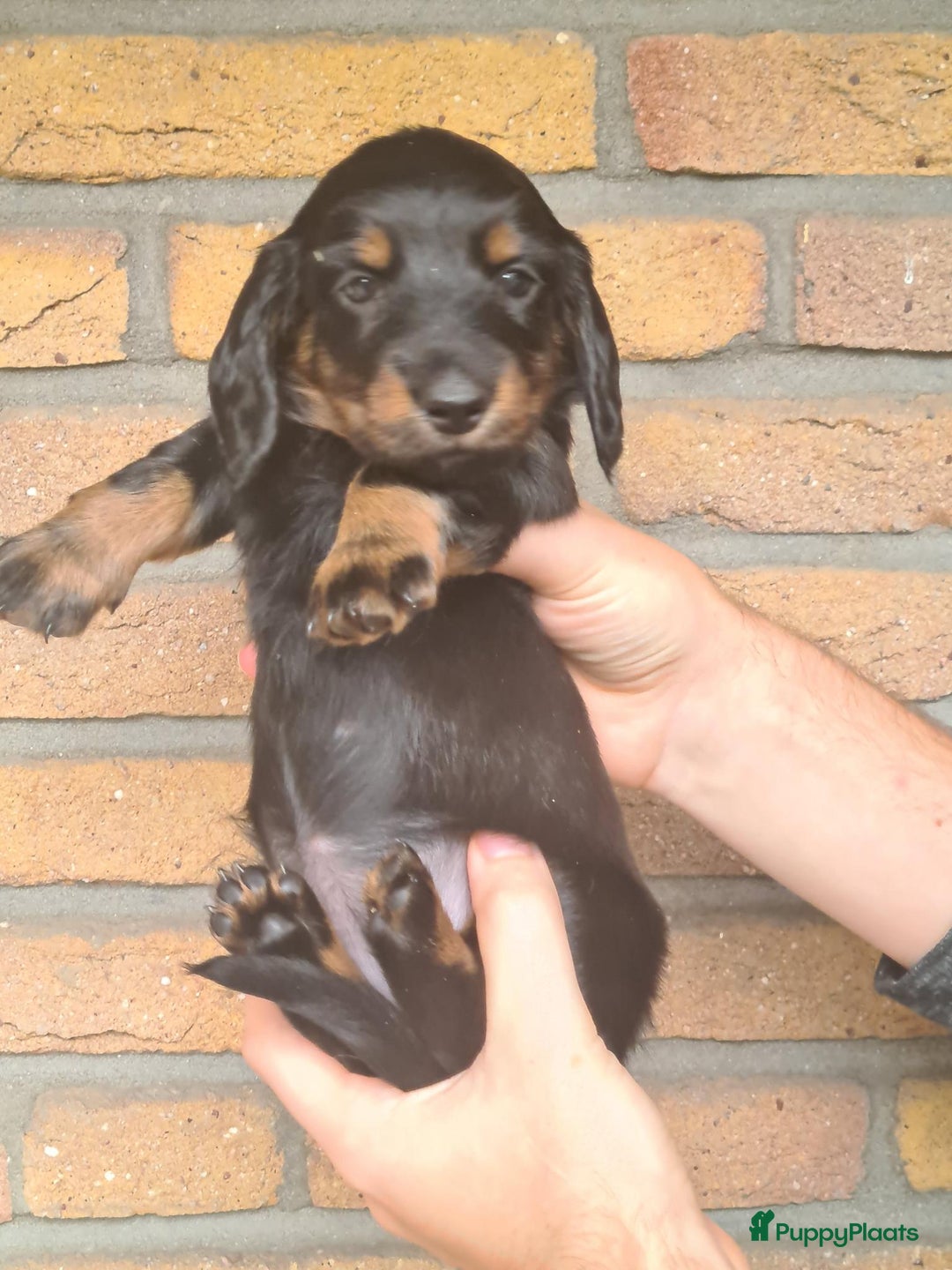 Teckel (langhaar) honden te koop: Eén pup beschikbaar Standaard langhaar teckel pups - Advertentie 11