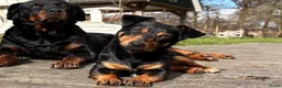 Jack Russel Terriër honden te koop: Prachtige Jack Russel Puppy’s  - Advertentie 13