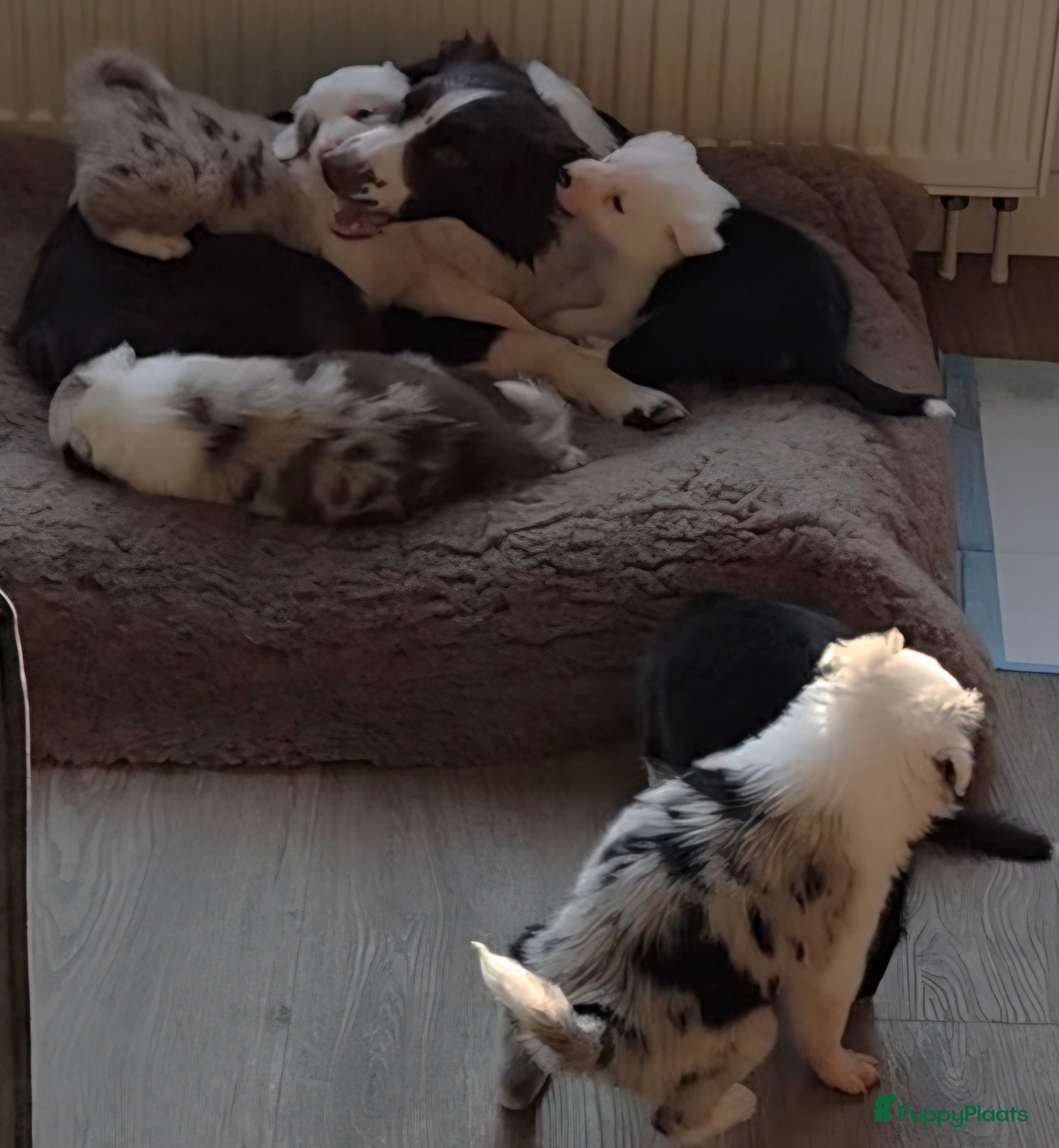 Border Collie honden Bordercollie pups te koop - Advertentie 6