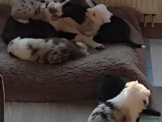 Border Collie honden Bordercollie pups te koop - Advertentie 6
