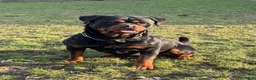 Rottweiler honden te koop: Prachtige Rottweilerpups  - Advertentie 21