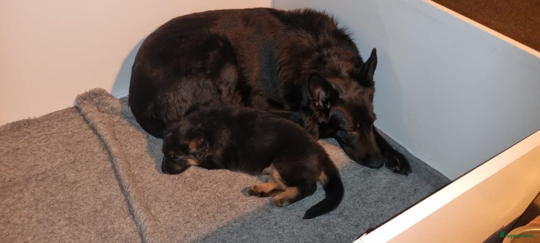 Duitse Herder honden te koop: Prachtige reu te koop - Advertentie 2