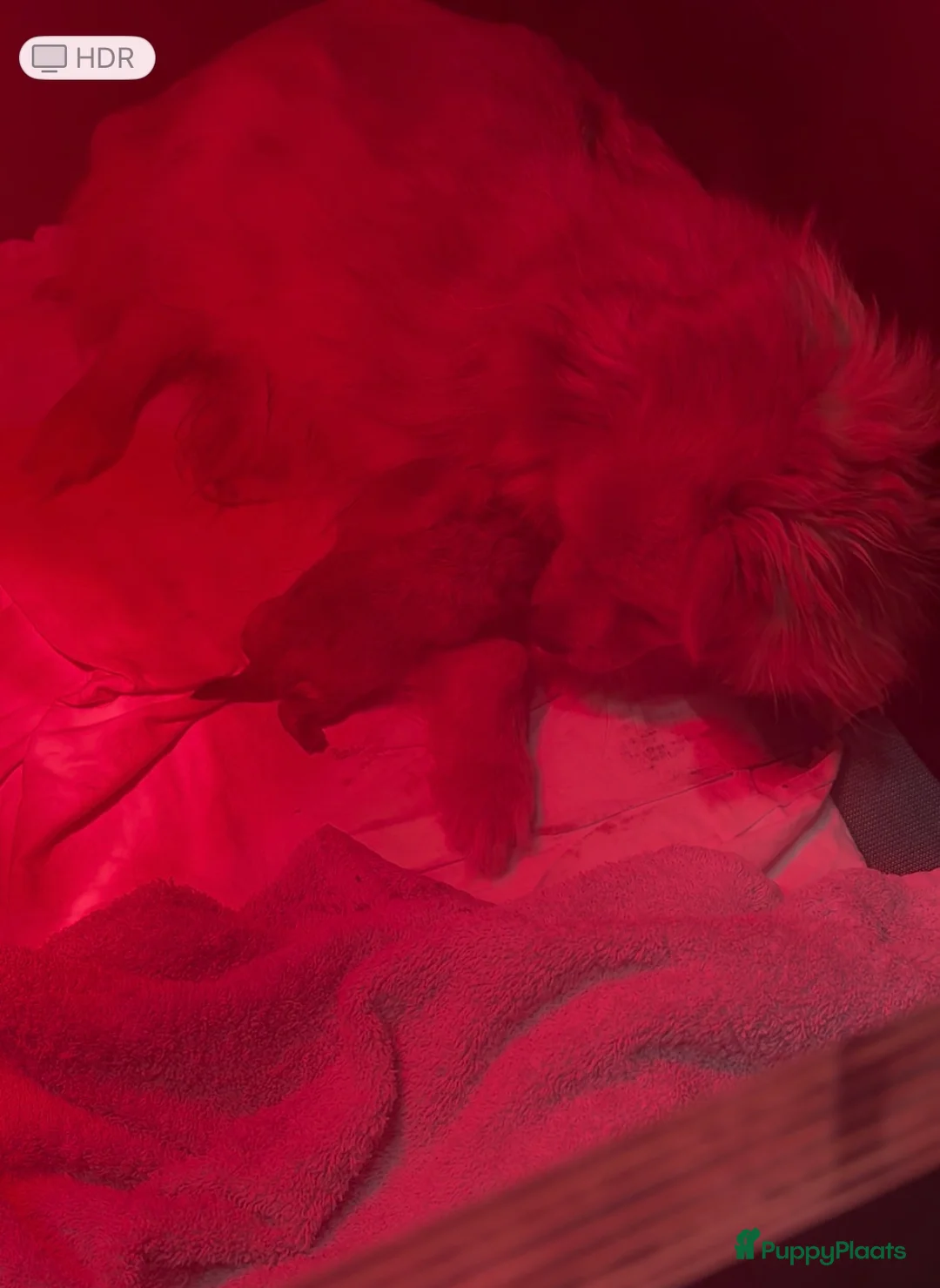 Kruising honden te koop: Kees/pomeriaan pups - Advertentie 2