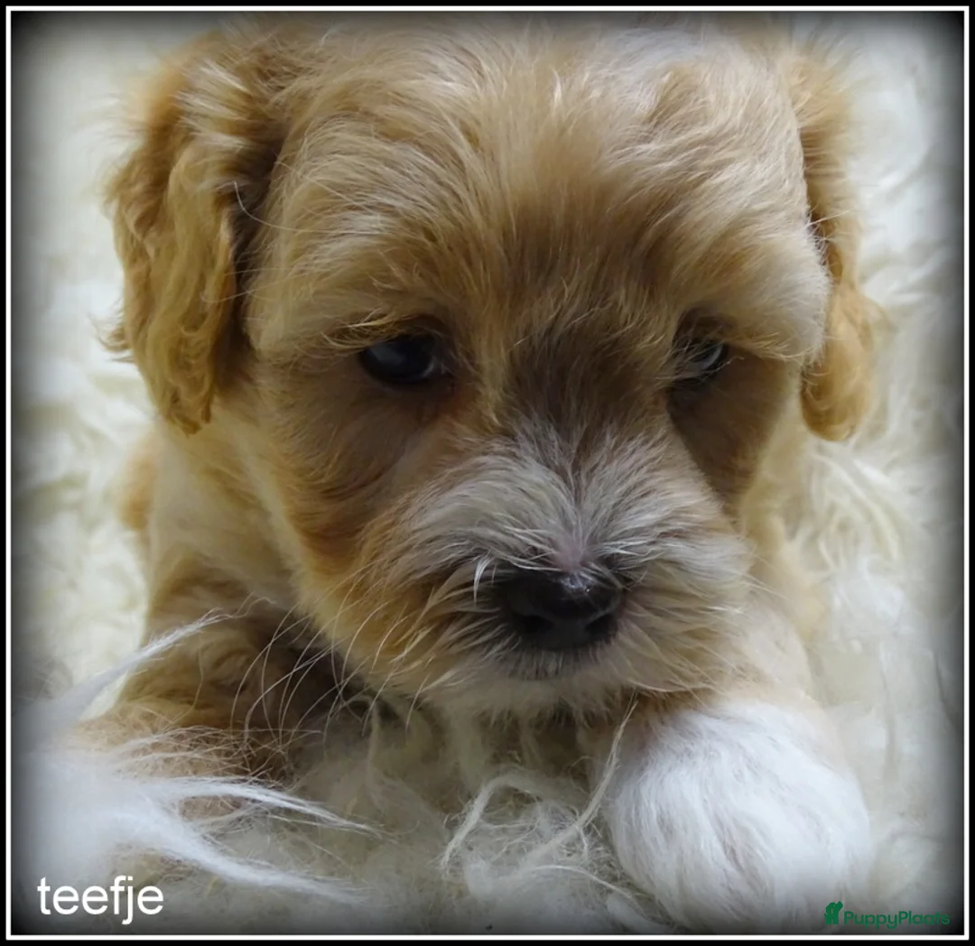 Maltipoo honden te koop: Maltipoo F1b pup reutje - Advertentie 2