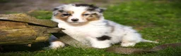 Australian Shepherd honden te koop: 🐾 Australian Shepherd pups - goed gesocialiseerd  - Advertentie 10