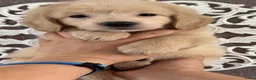 Goldendoodle honden te koop: Prachtige Goldendoodle pups - Advertentie 5
