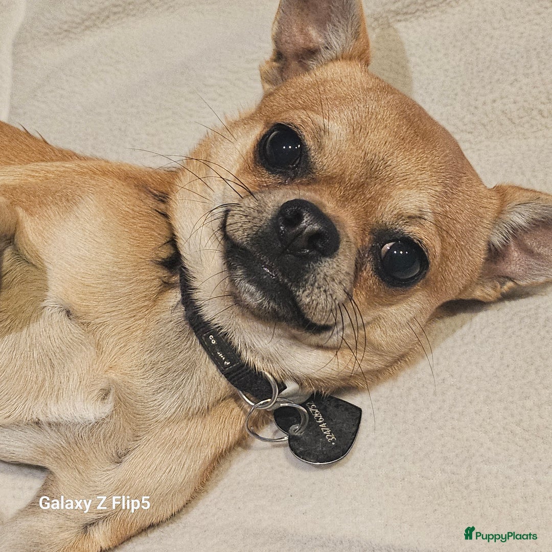 Chihuahua honden ter adoptie: Sonic - Advertentie 2