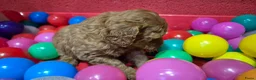 Cockapoo honden te koop: Cockapoo pupjes uit geteste ouders - Advertentie 10