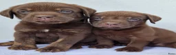 Kruising honden te koop: Kruising bullador x labrador - Advertentie 8