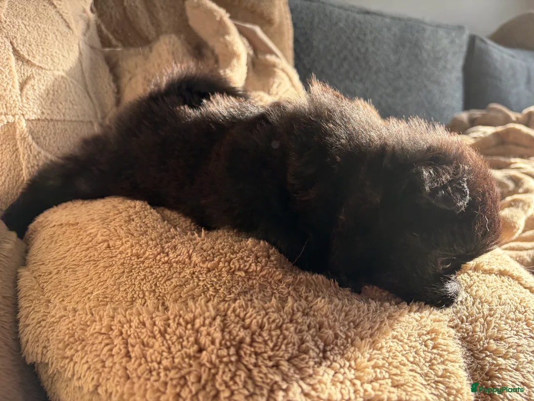 Pomchi honden te koop: Pomchi/pomeriaan - Advertentie 17