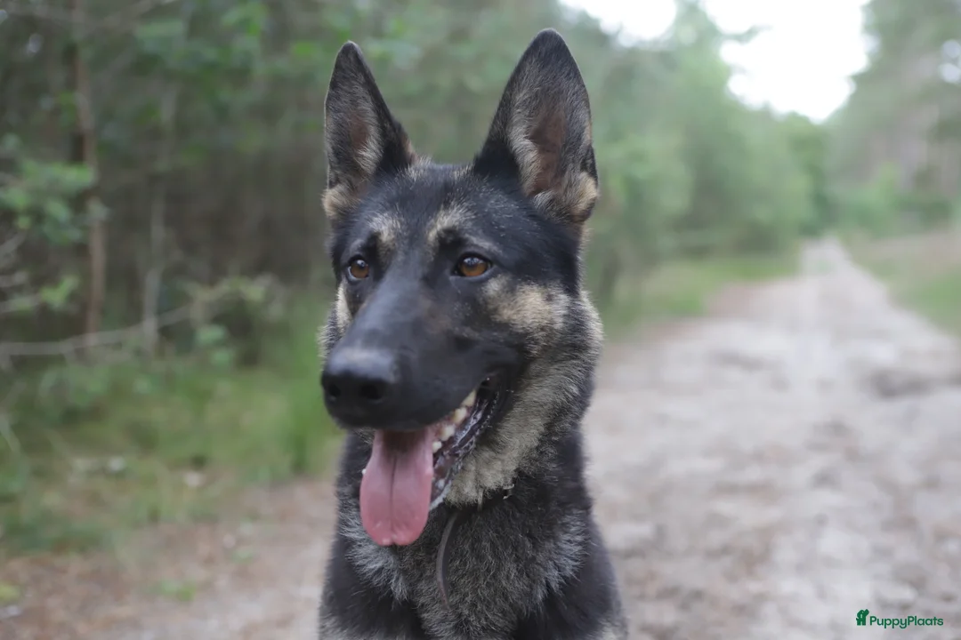 Duitse Herder honden te koop: Topkwaliteit Duitse Herder Pups - Advertentie 16