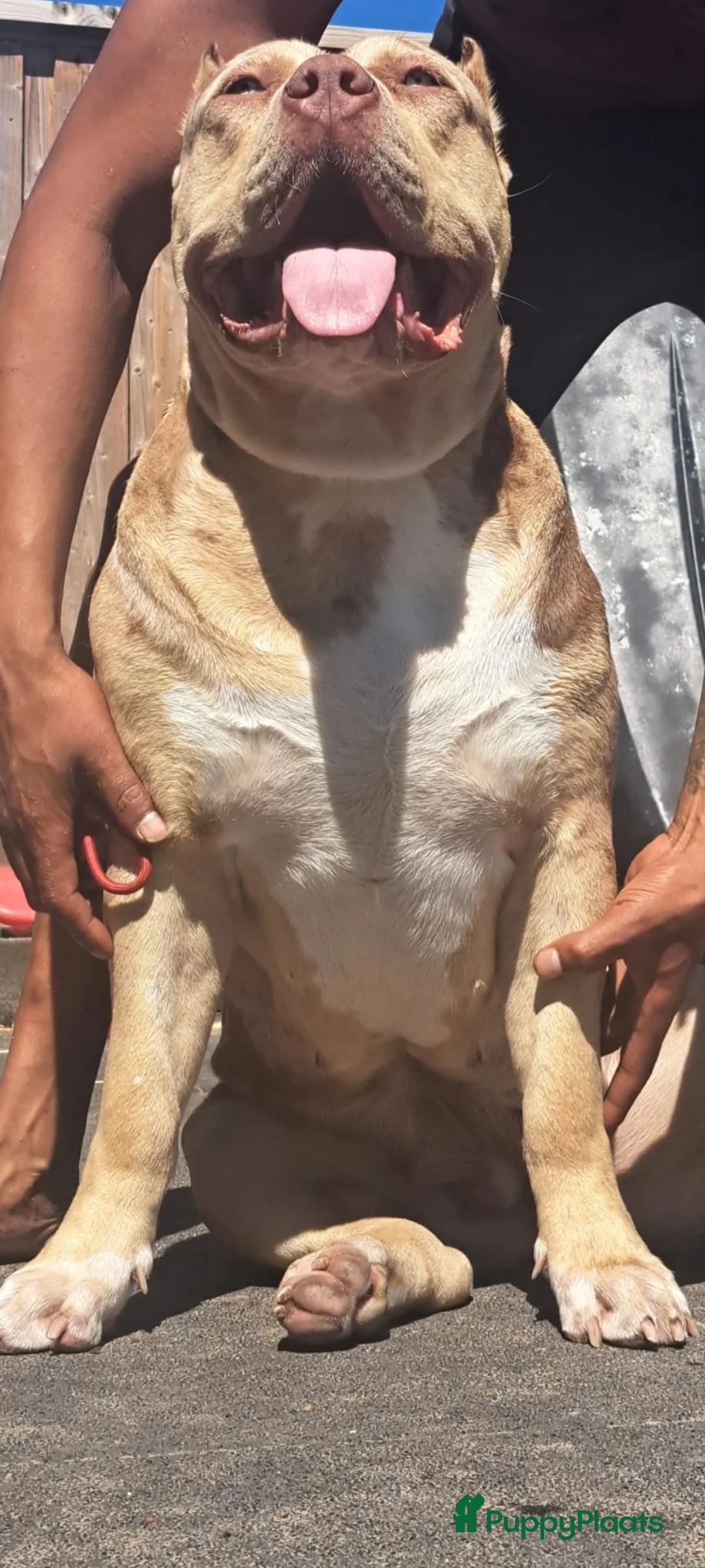 Amerikaanse Bully honden te koop: ABKC XL Meets DBKC XXl - Advertentie 11