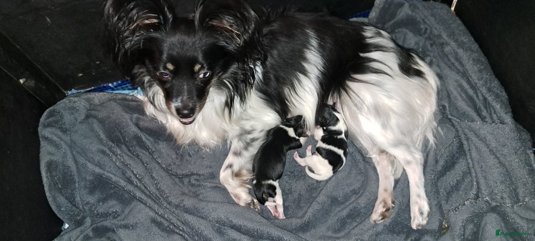 Dwergkees Kruising Pups te koop Puppyplaats