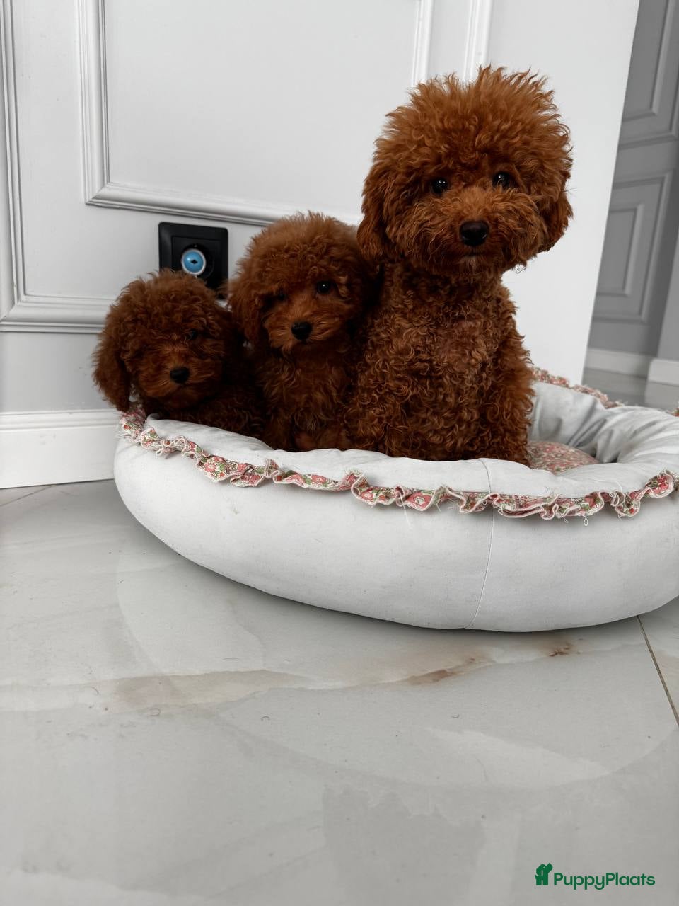 Maltipoo honden Maltipoo puppy’s.  - Advertentie 7