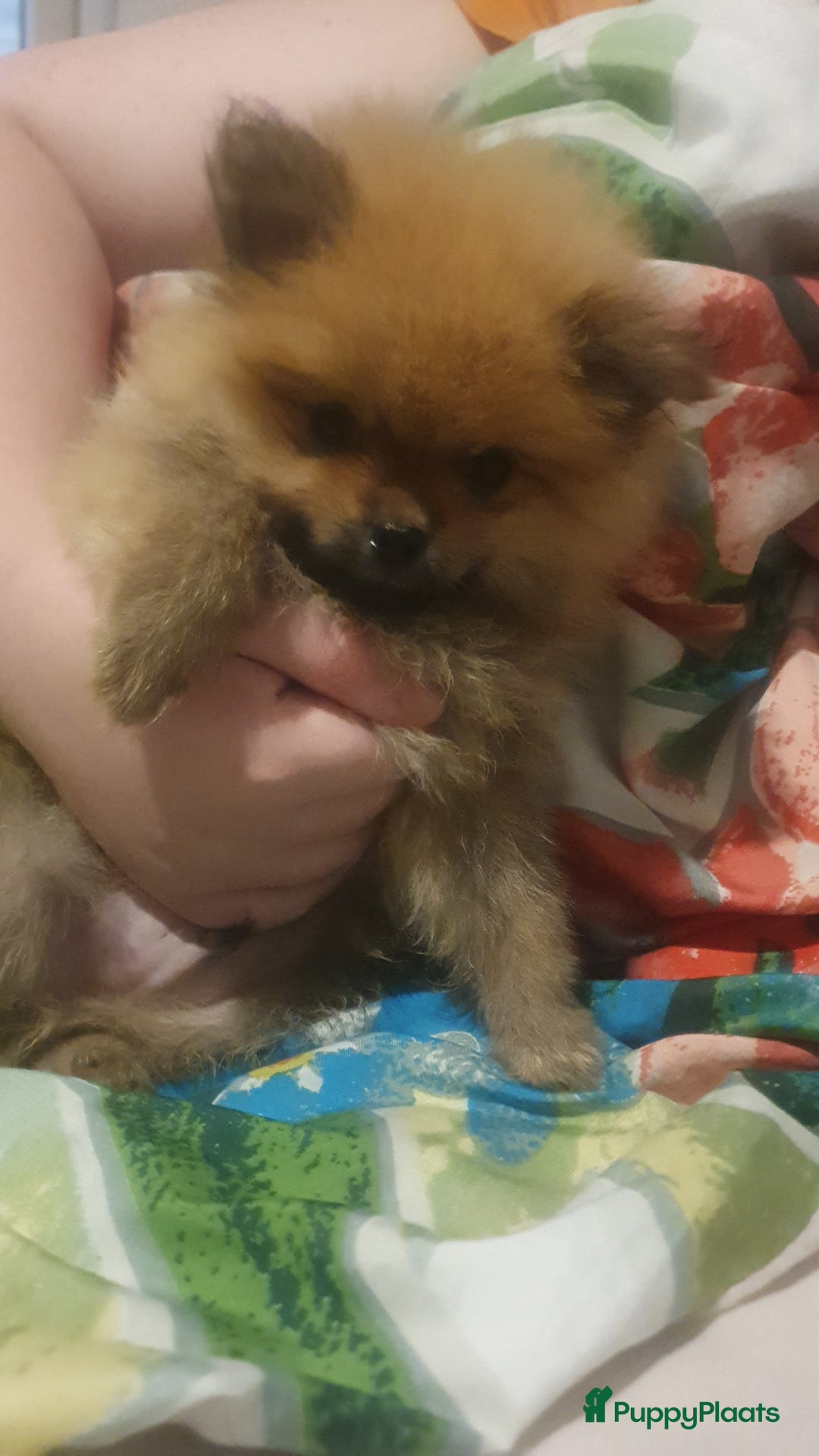 Pomeriaan honden te koop: Te koop pomerianpups - Afbeelding 5