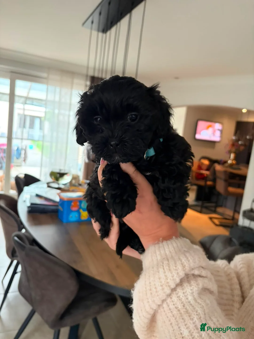 Maltipoo honden te koop: Maltipoo pups - Advertentie 7