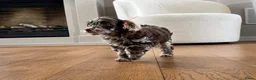 Labradoodle honden te koop: Nog 3 prachtige Labradoodle puppy’s beschikbaar - Advertentie 11