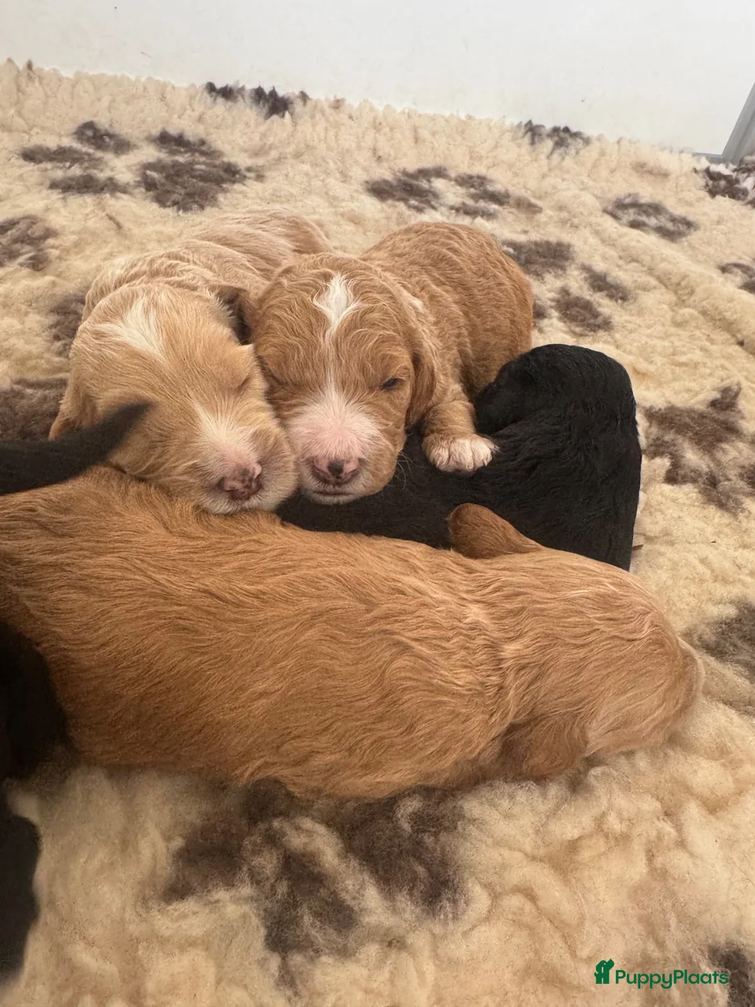 Labradoodle honden te koop: Australian labradoodle puppy’s  - Advertentie 2
