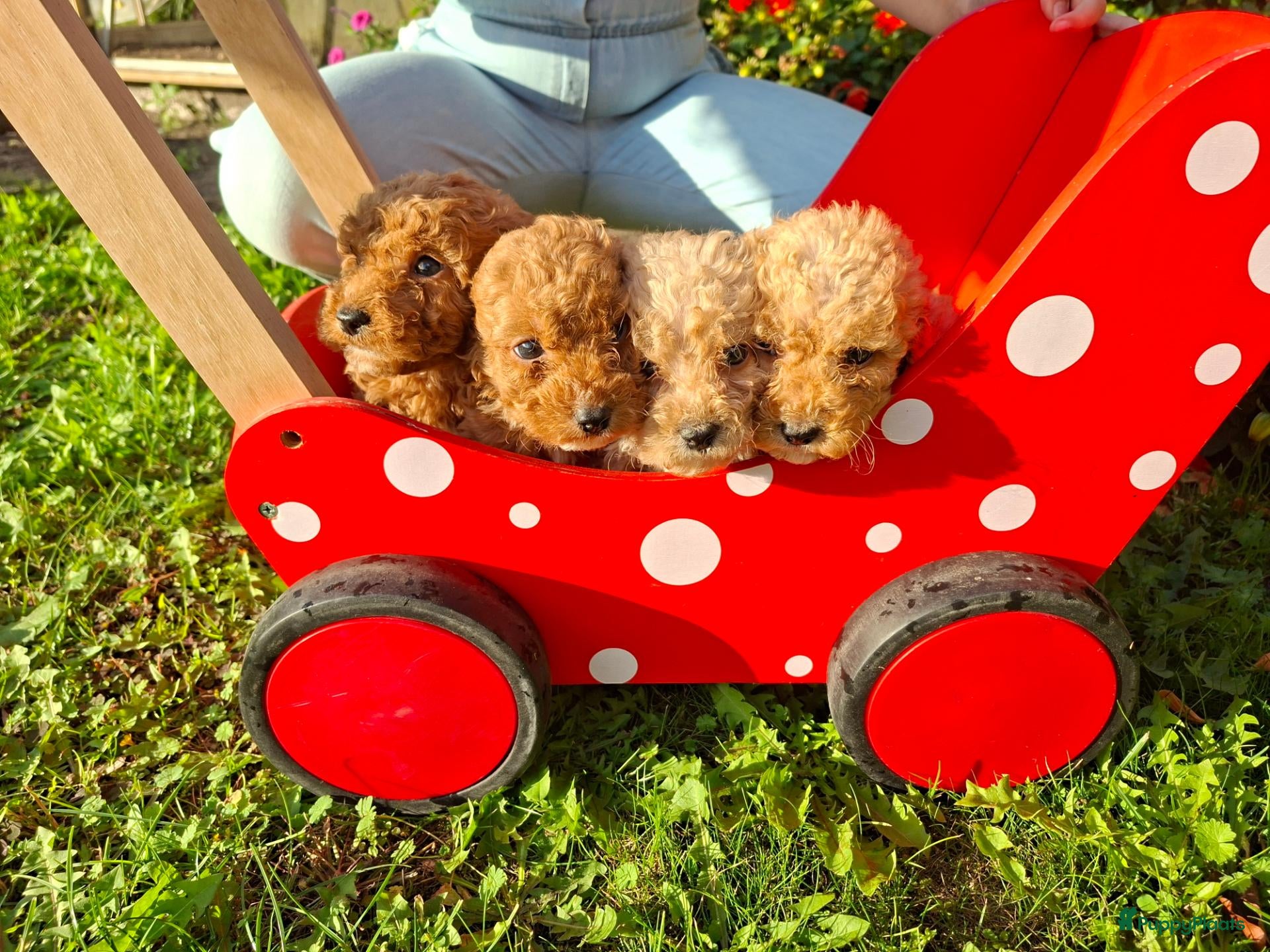Kruising honden Pups Australian cobberdoodle x poedel - Advertentie 1
