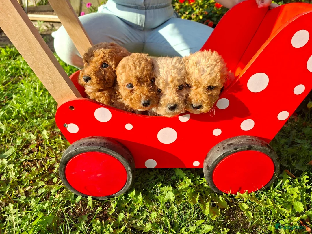 Kruising honden te koop: Pups Australian cobberdoodle x poedel in Someren - Advertentie 1