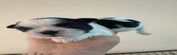 Shih Tzu honden te koop: Boomertjes - Advertentie 4