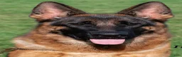 Duitse Herder honden te koop: Te koop  - Advertentie 2