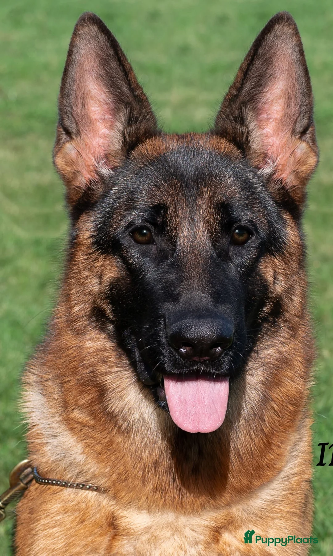 Duitse Herder honden te koop: Te koop  - Advertentie 2