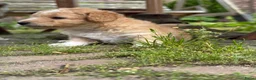 Kruising honden te koop: Sheltidoodle  - Advertentie 5