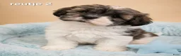 Boomer honden te koop: Super mooie boomer pups. Shih tzu  - Advertentie 16