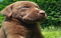 Labrador Retriever honden te koop: Chocolade labrador pups in Maastricht - Afbeelding 6