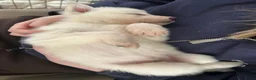 Zwitserse Witte Herdershond honden te koop: Zwitserse witte herder pups - Advertentie 23
