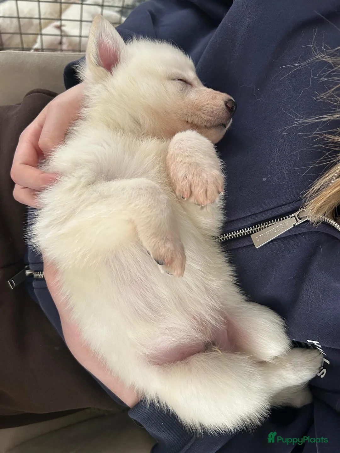 Zwitserse Witte Herdershond honden te koop: Zwitserse witte herder pups - Advertentie 23