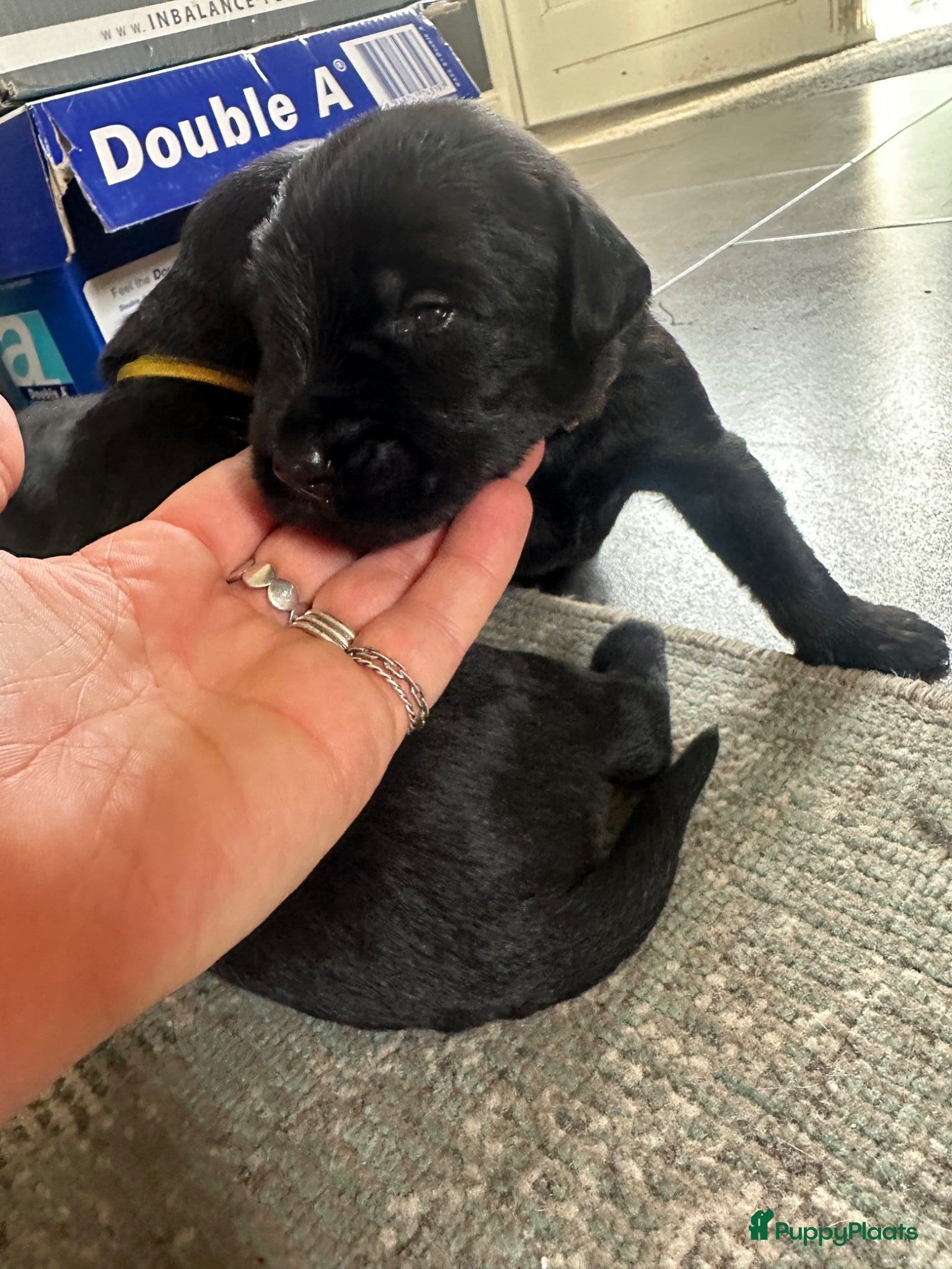 Riesenschnauzer honden te koop: Riesenschnauzer puppy’s mer stamboom - Advertentie 2