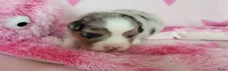 Australian Shepherd honden te koop: Australian Shepherd met FCI Stamboom - Advertentie 10