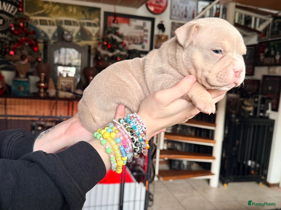 Amerikaanse Bully honden te koop: American bully pocket pups - Advertentie 4