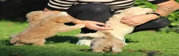 Maltipoo honden te koop: Knappe Maltipoo pups. - Advertentie 11