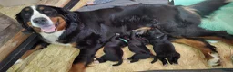 Kruising honden te koop: Mooie pups Berner kruising wetterhoun  - Advertentie 3