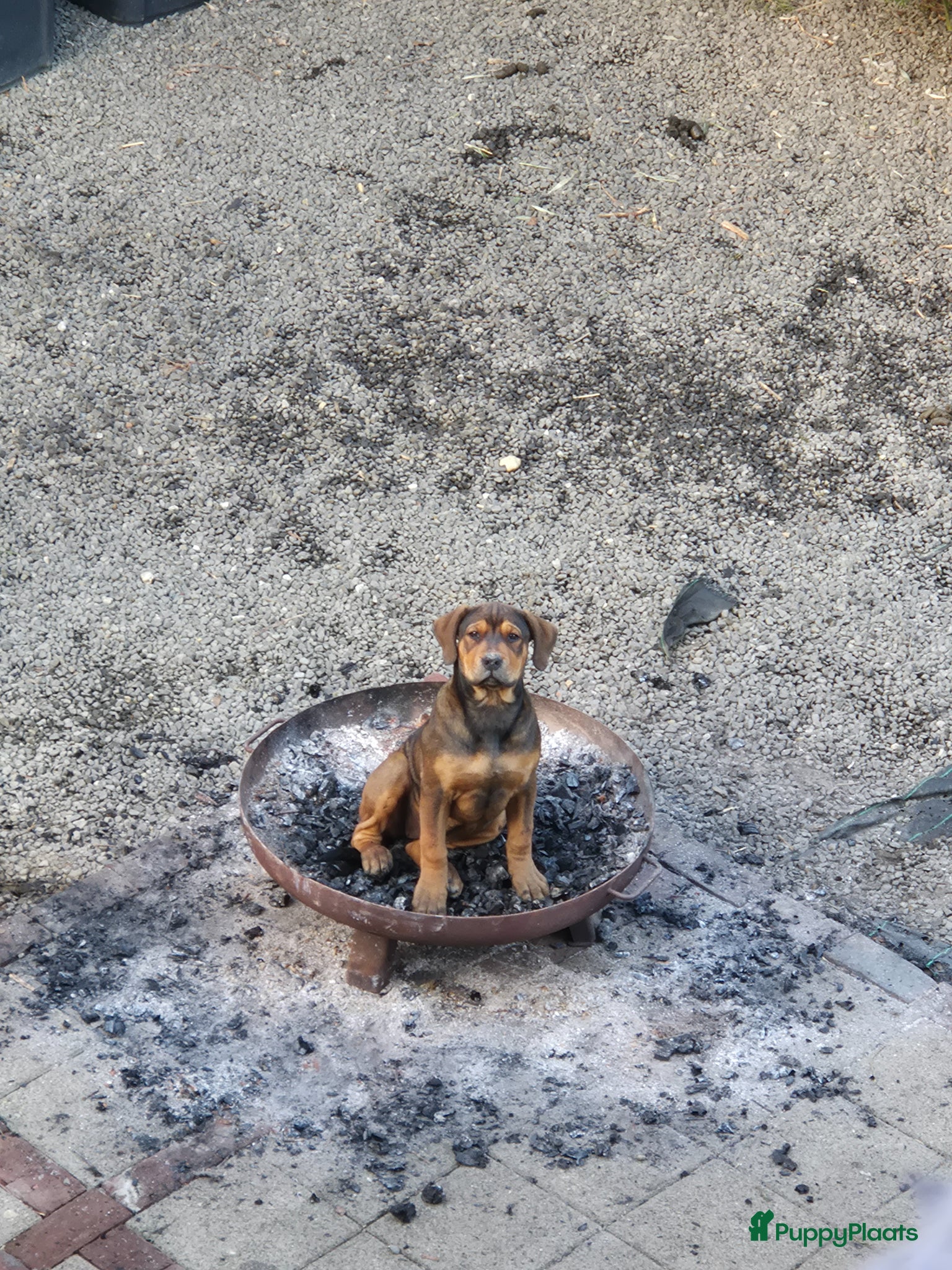 Kruising honden Presa Canario pup - Advertentie 2