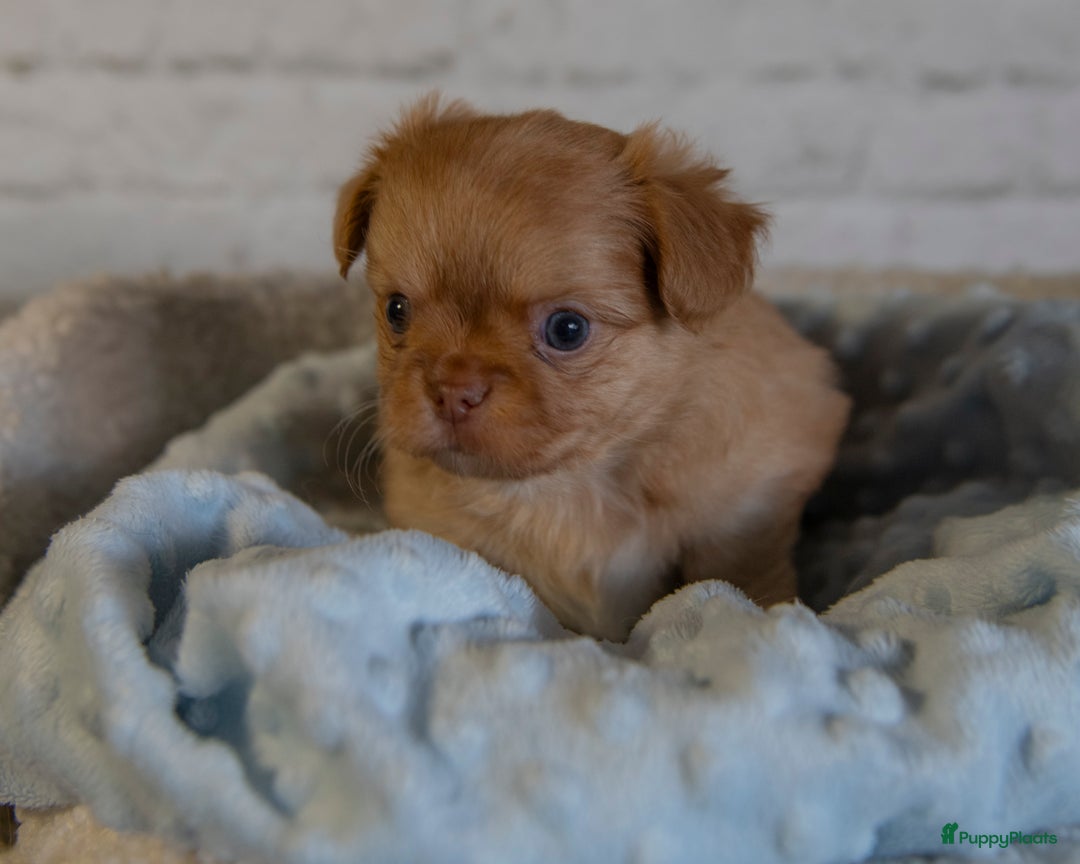 Chihuahua honden te koop: Chihuahua langhaar pupjes - Afbeelding 6