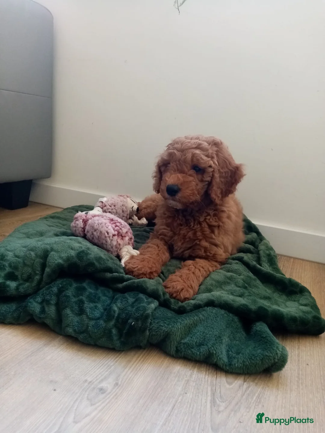 Australian Labradoodle honden te koop:  Australiën Labradoodle (medium) pups - Advertentie 5