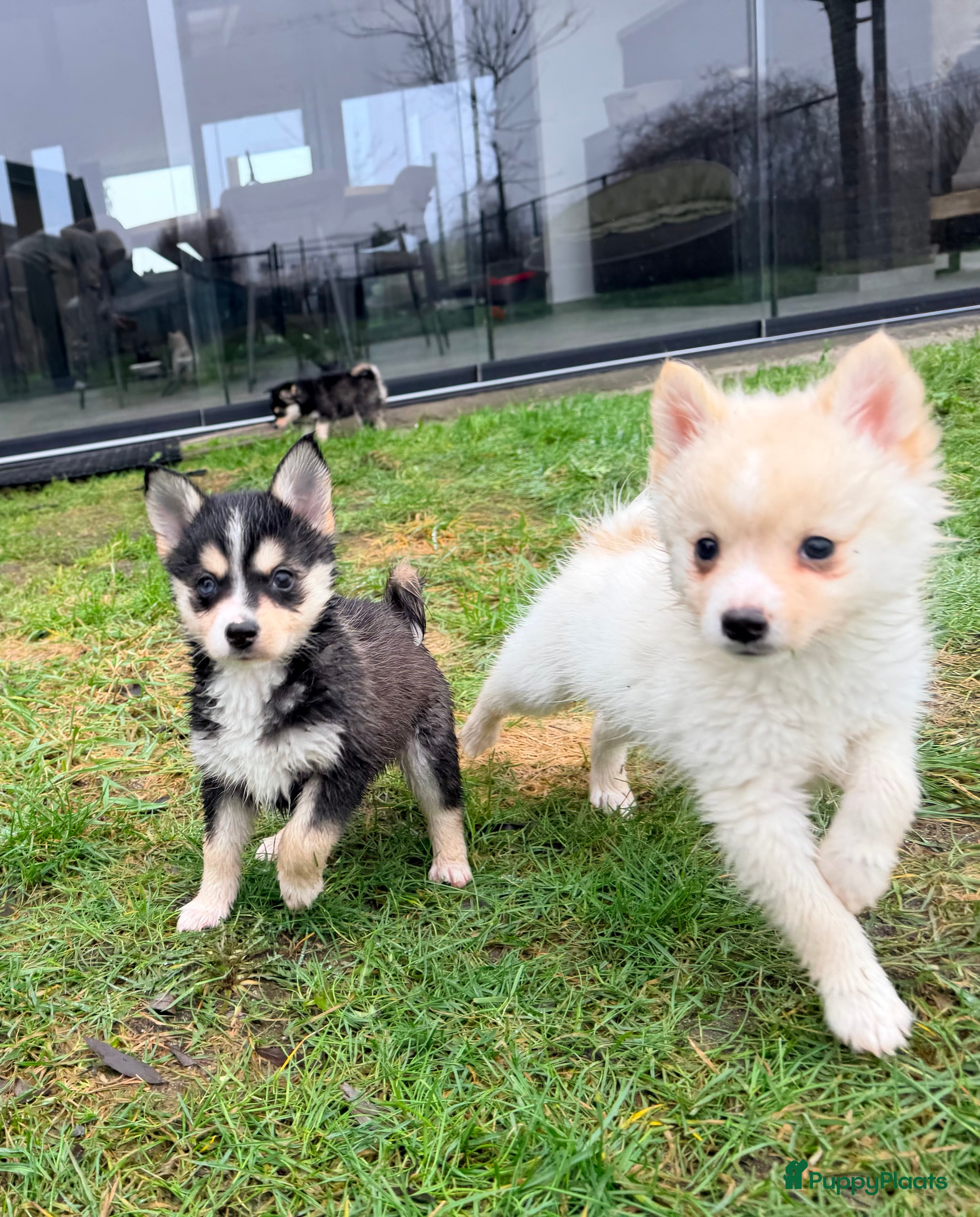Kruising honden Prachtige Pomsky pups, in huis opgegroeid - Advertentie 10