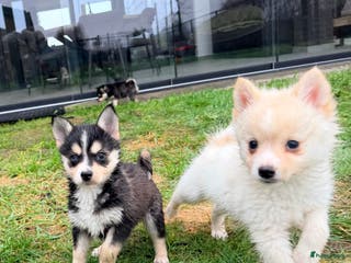 Kruising honden Prachtige Pomsky pups, in huis opgegroeid - Advertentie 10