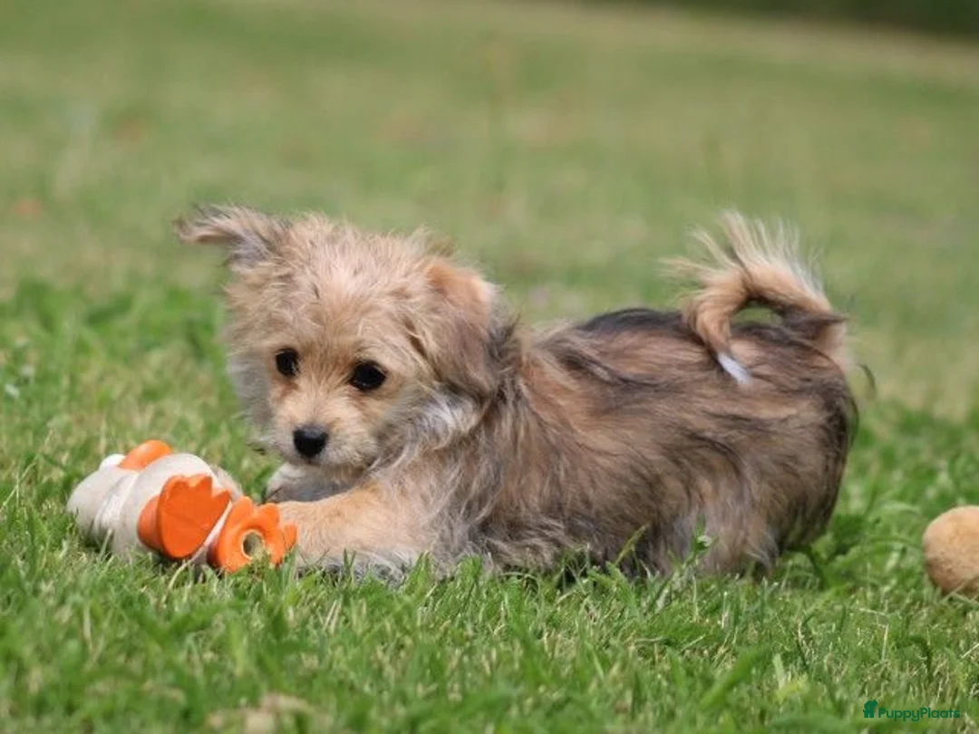 Morkie honden te koop: Leuk Morkie Teefje - Advertentie 1