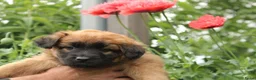 Tervuerense Herder honden te koop: Baskische herder teefje zoekt gastgezin - Advertentie 12