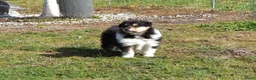 Schotse Herdershond langhaar honden te koop: Schotse Collie pup  - Advertentie 7
