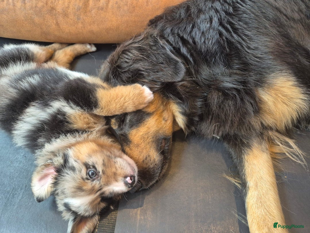 Australian Shepherd honden te koop: Prachtig en gezond nestje Australian Shepherds  - Advertentie 20