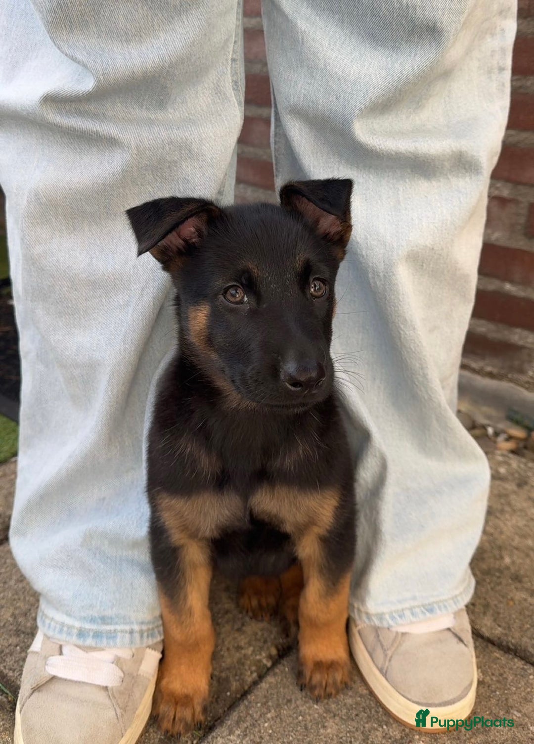 Kruising honden te koop: Herder pup - Advertentie 1