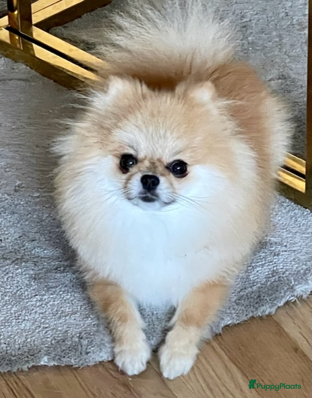 Pomeriaan honden te koop: Pomeriaan teefje - Advertentie 2