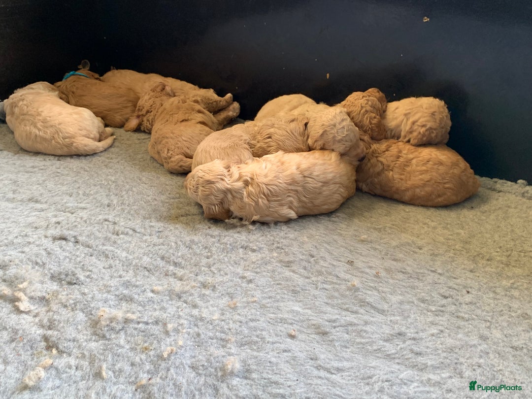 Kruising honden te koop: Goldendoodle Medium Pups Geboren - Advertentie 5